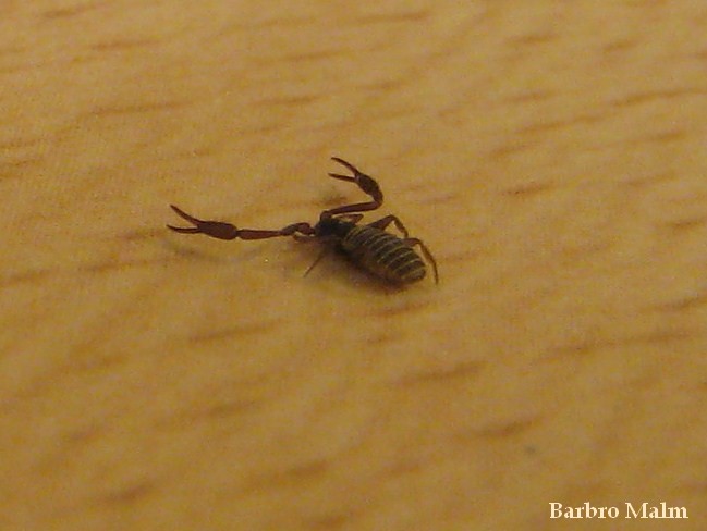 Bokskorpion Bokskorpion