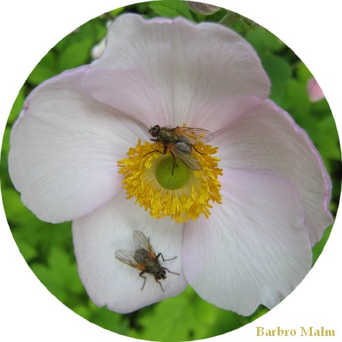 Hstanemon och flugor