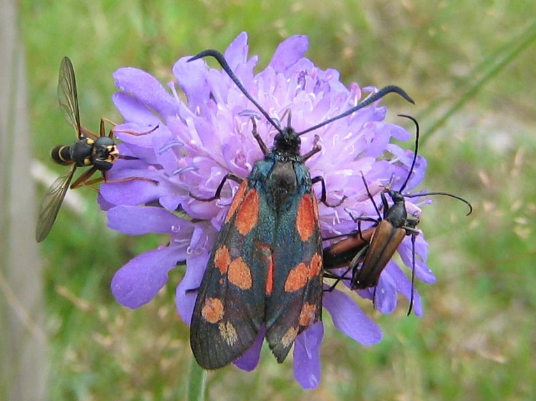 Blomfluga, bastardsv�rmare och �ngsblombockar p� v�dd