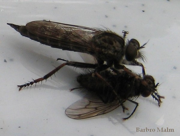 Rovfluga med byte Rovfluga med byte