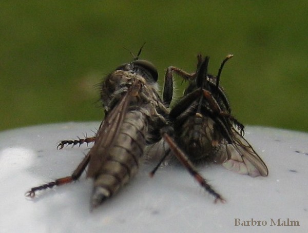 Rovfluga med byte Rovfluga med byte