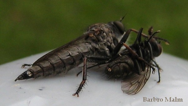 Rovfluga med byte Rovfluga med byte