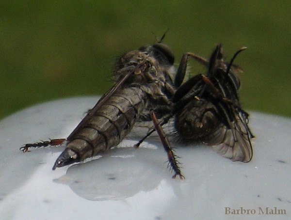 Rovfluga med byte Rovfluga med byte