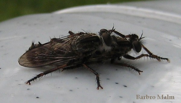 Rovflugor som parar sig Rovflugor som parar sig