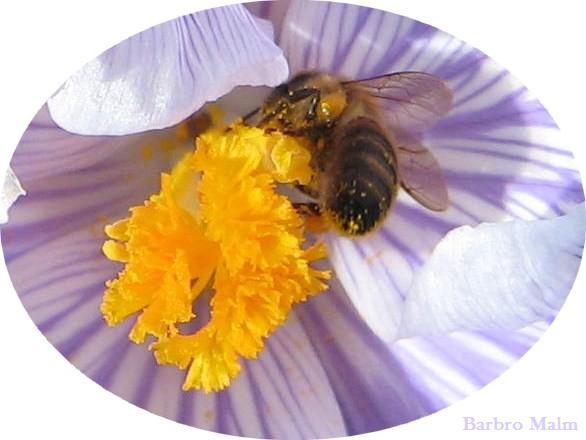 Bi i krokus