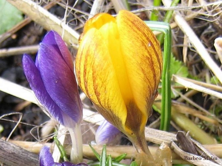 Krokus