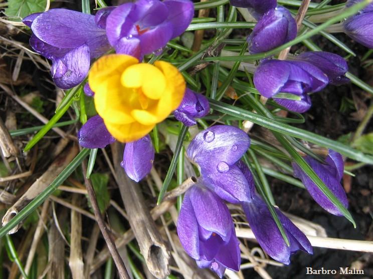 Krokus