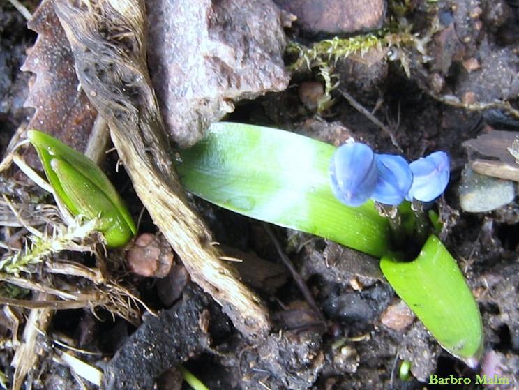 Scilla
