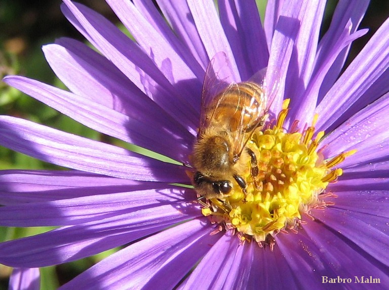 Bi p� brittsommaraster