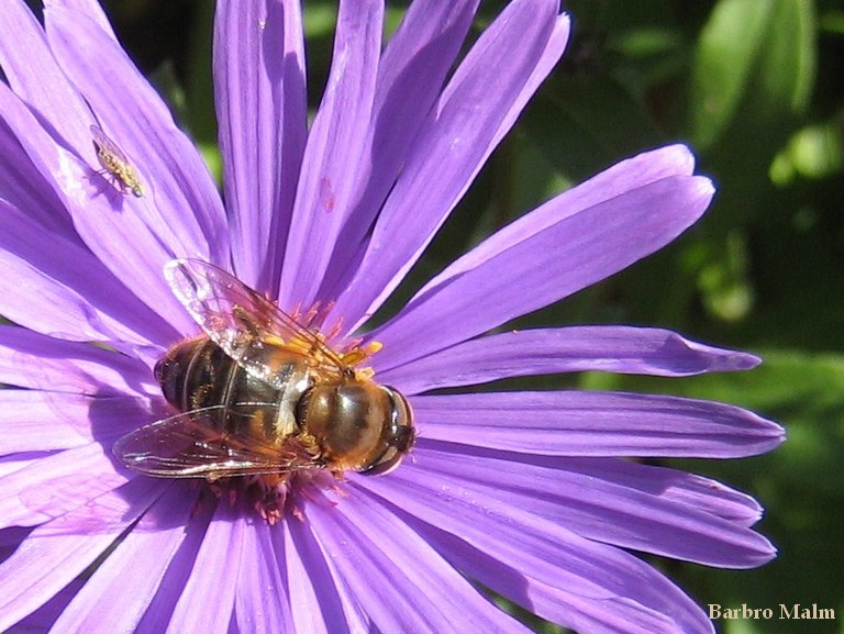 Fluga p� h�staster