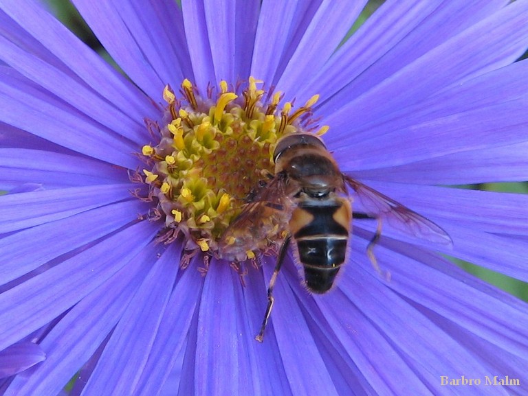 Fluga p� brittsommaraster