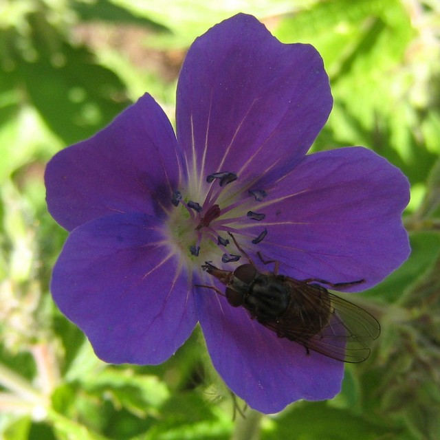 Fluga p� midsommarblomster