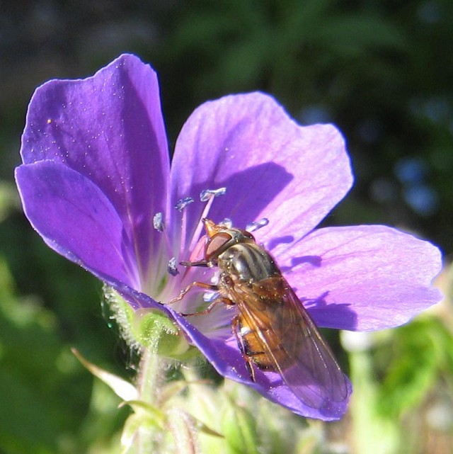 Fluga p� midsommarblomster