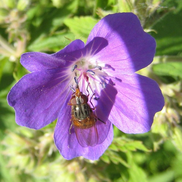 Fluga p� midsommarblomster