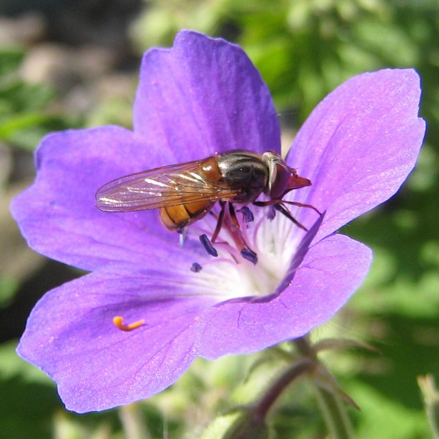 Fluga p� midsommarblomster