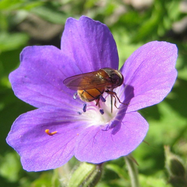 Fluga p� midsommarblomster