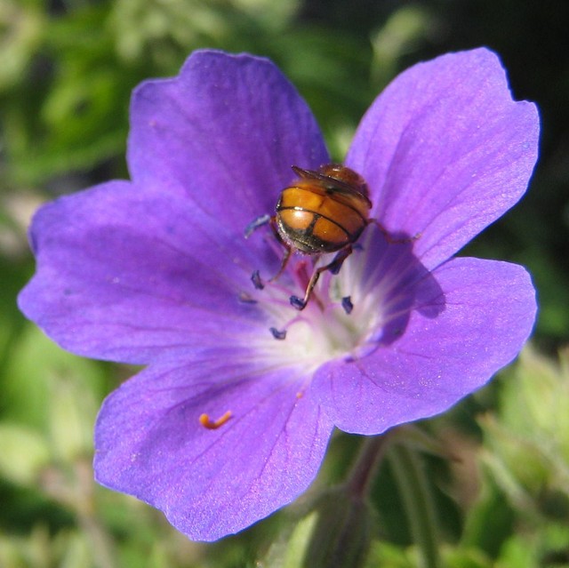 Fluga p� midsommarblomster