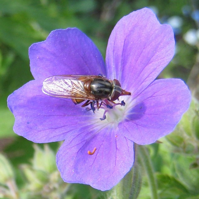 Fluga p� midsommarblomster