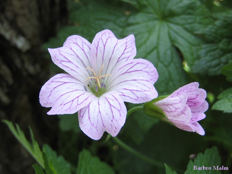 �dern�vav, Geranium versicolor