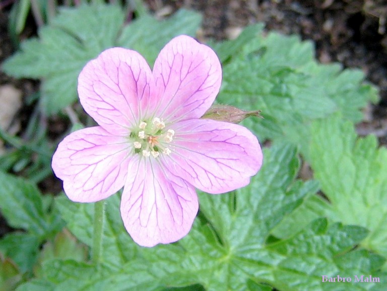 Blankn�vaBlankn�va, Geranium oxonianum