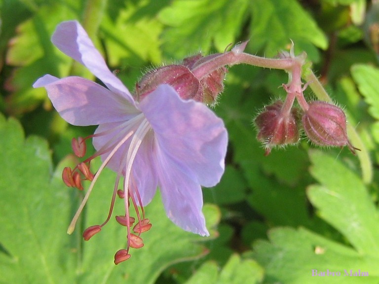 Flockn�va, Geranium macrorrhizum