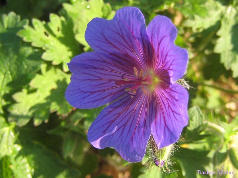 Kungsn�va, Geranium magnificum