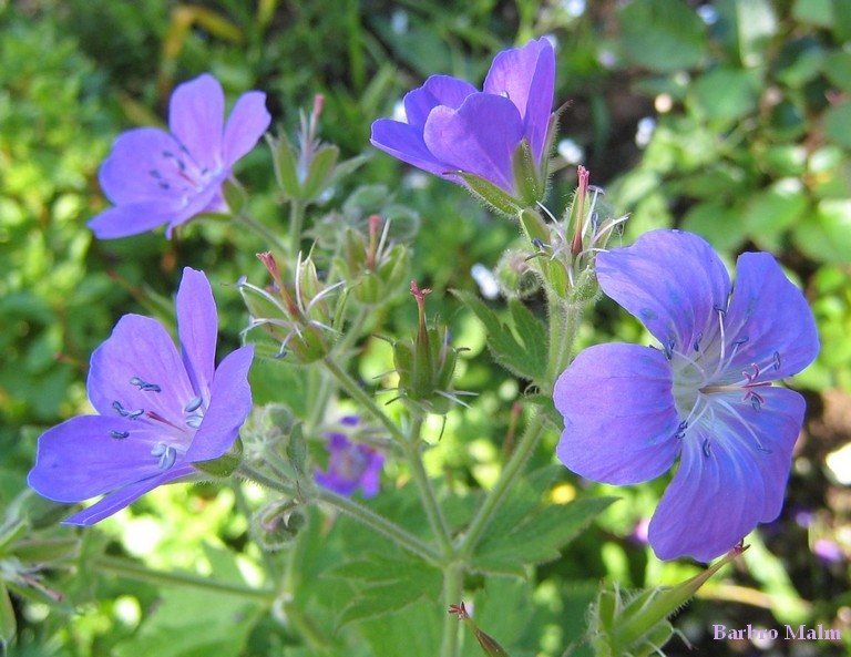 Midsommarblomster, Geranium sylvaticum