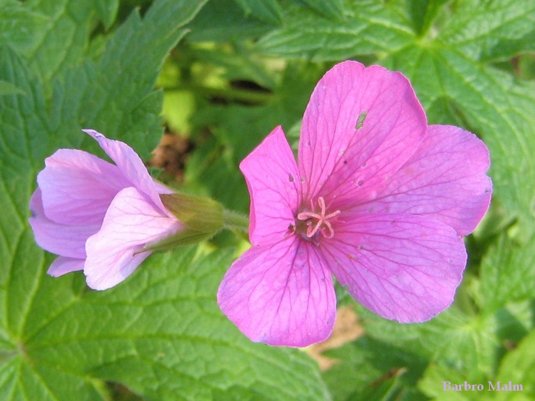 Spanskn�va, Geranium endressii