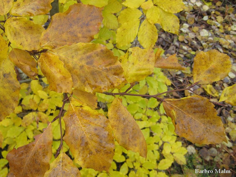 Bok, Fagus sylvatica