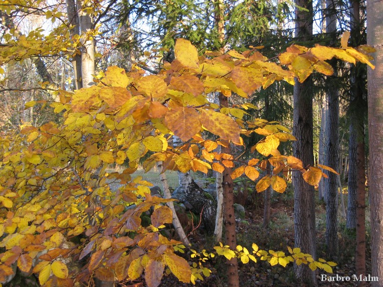 Bok, Fagus sylvatica