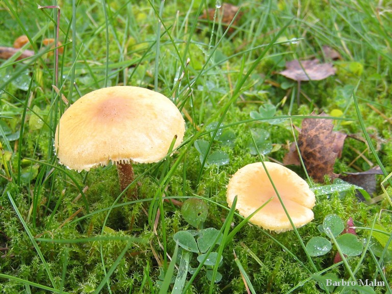 Svamp i gr�smattan