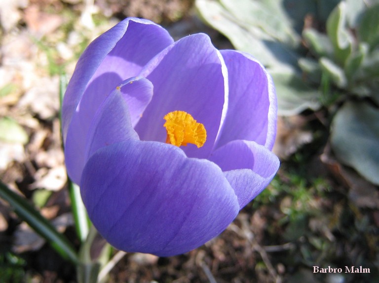 Krokus