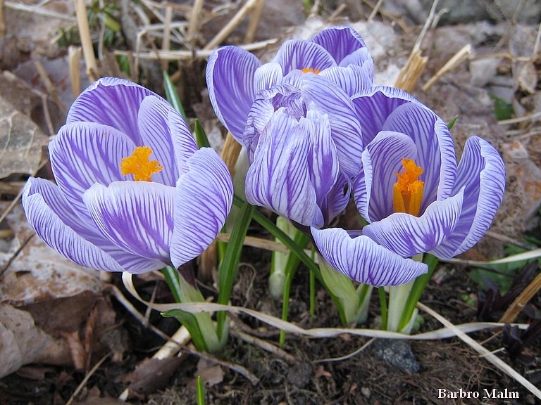Krokus