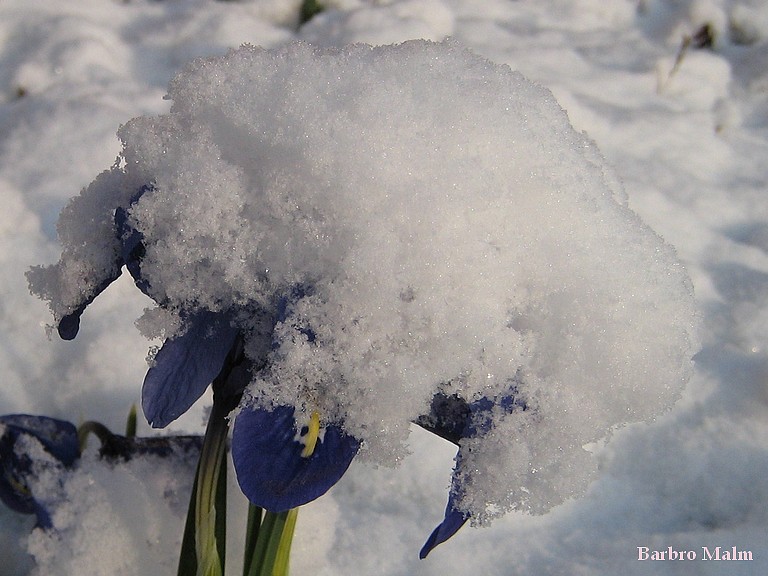 V�riris i sn�
