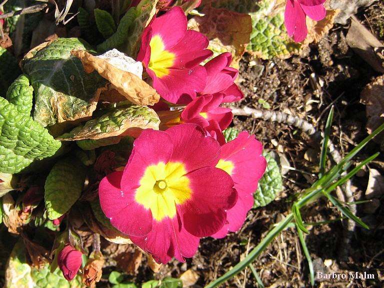 Violviva