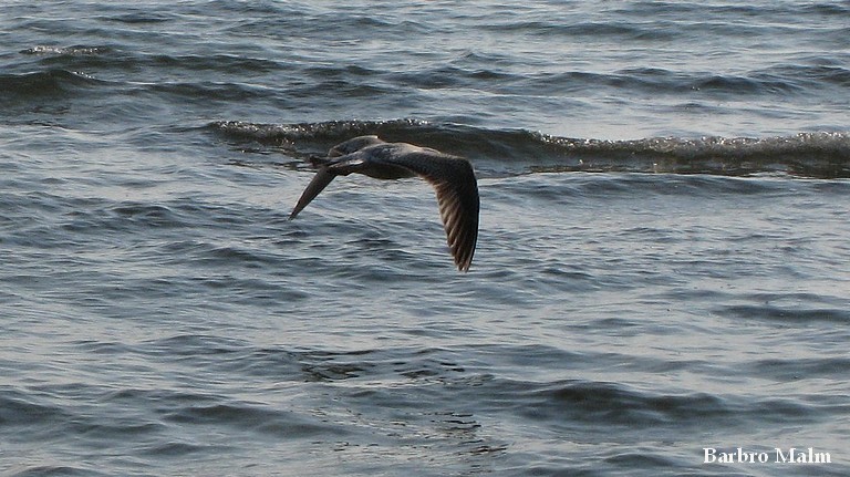 Flygande m�s