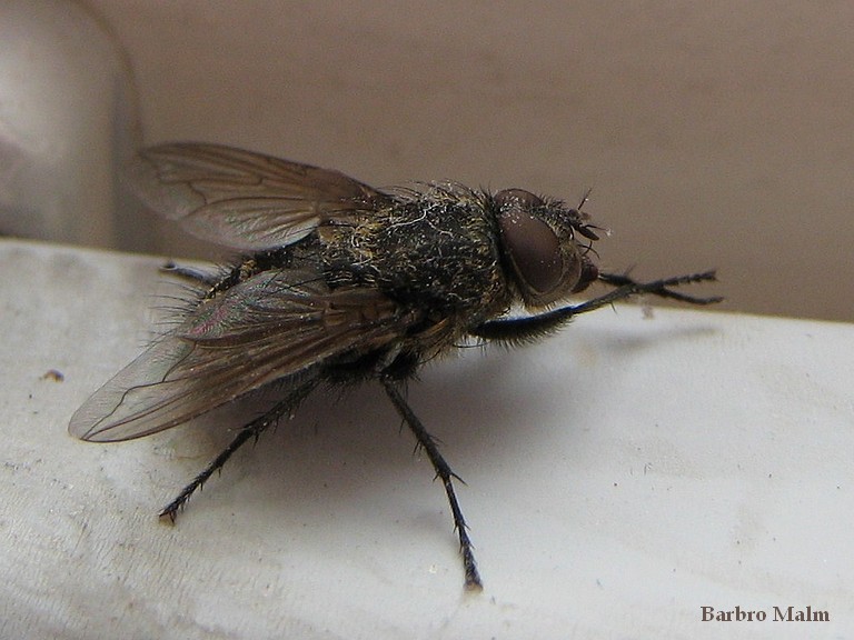 Fluga