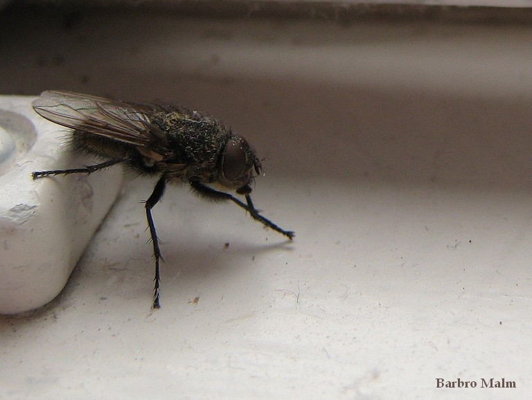 Fluga