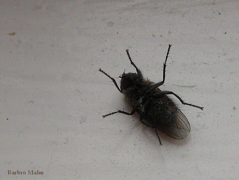 Fluga
