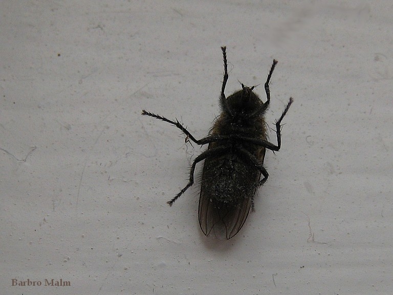 Fluga