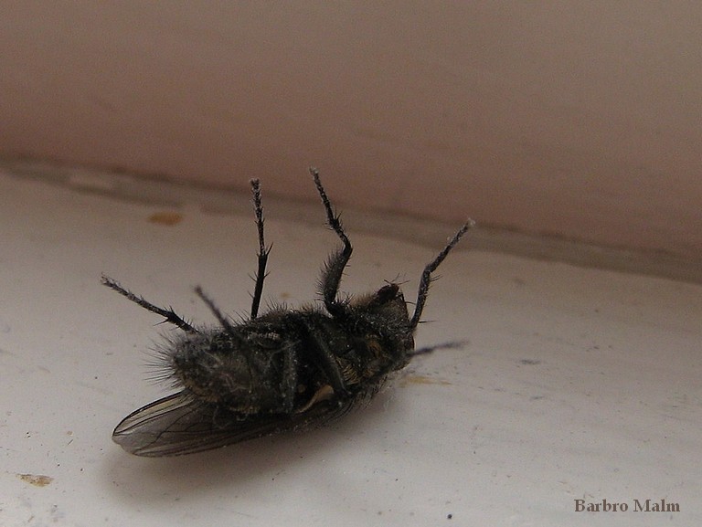 Fluga