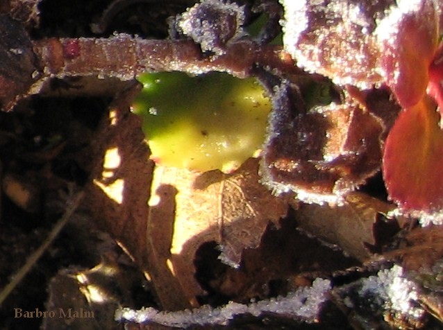 Frost p� Sedum