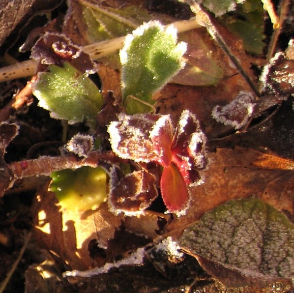 Frost p� Sedum