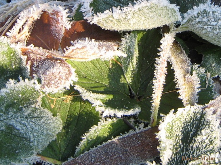 Frost p� smultronblad
