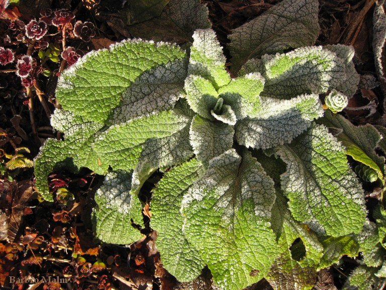 Frost p� fingerborgsblomma