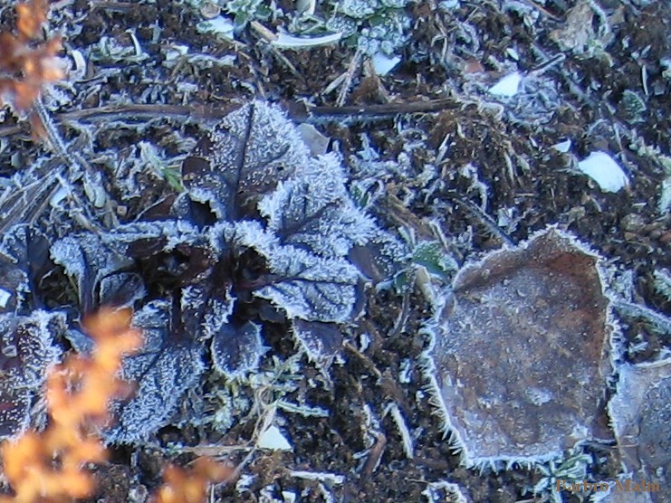 Frost p� revsuga