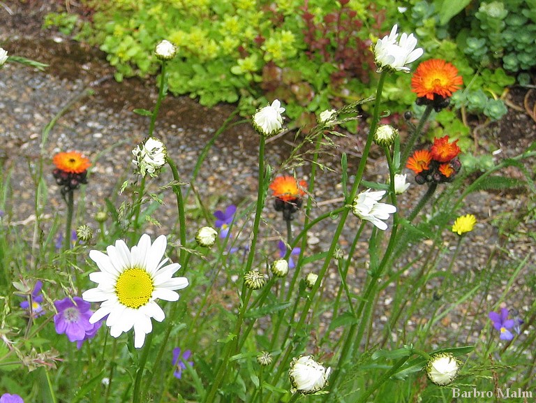 �ngsblommor