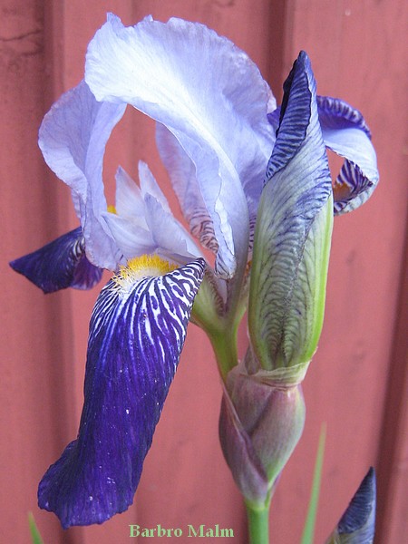 Iris