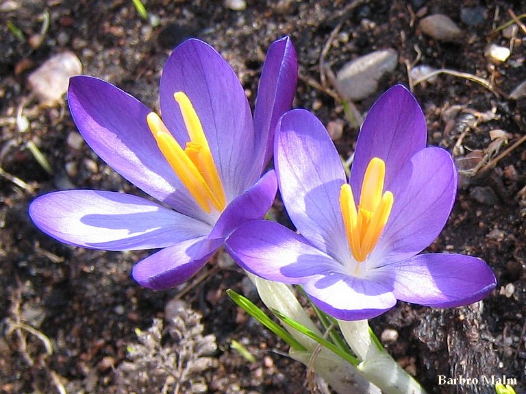 Bl� krokus