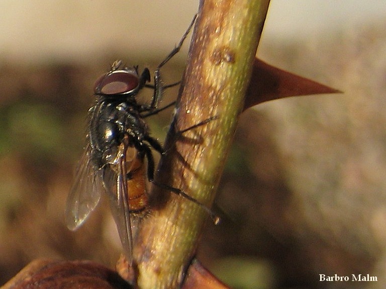 Fluga